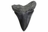 Serrated, Fossil Megalodon Tooth - South Carolina #299637-1